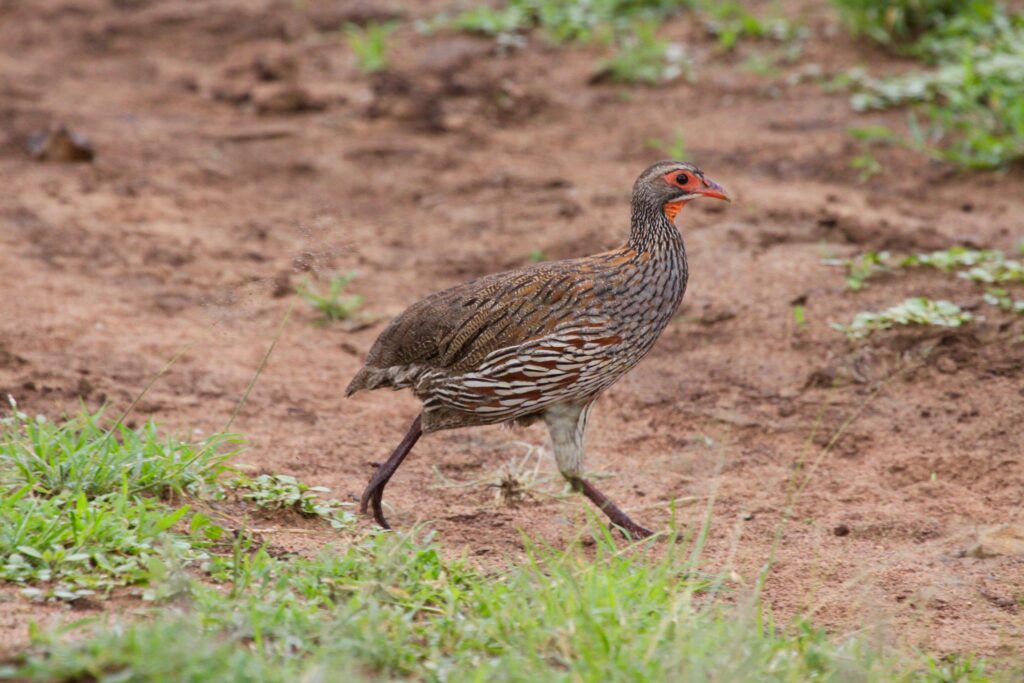 Francolin